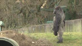 Description: http://news.bbcimg.co.uk/media/images/50988000/jpg/_50988130_gorilla.jpg